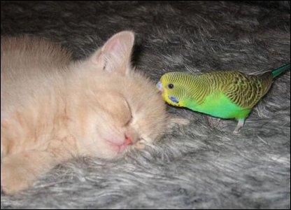 Budgie Hassles Kitten