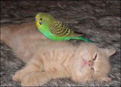 Budgie Hassles Kitten