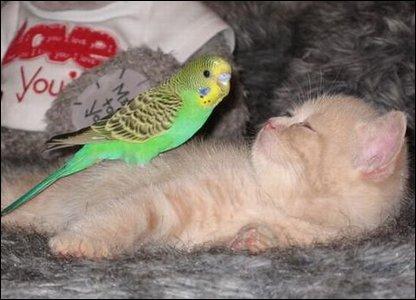 Budgie Hassles Kitten