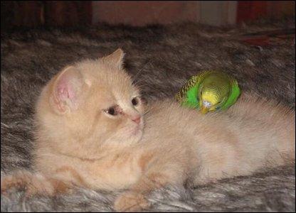 Budgie Hassles Kitten