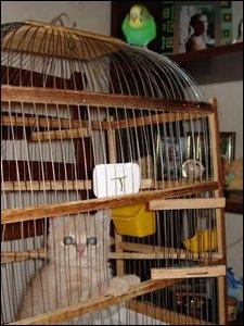 Budgie Hassles Kitten