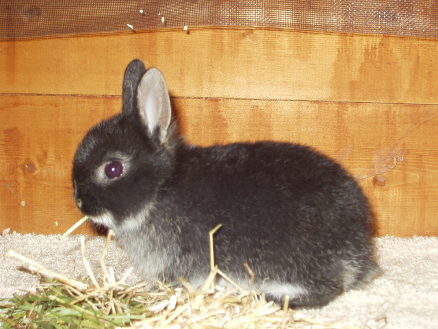 Netherland Dwarf