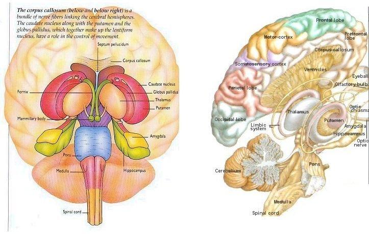 Limbic Lobster