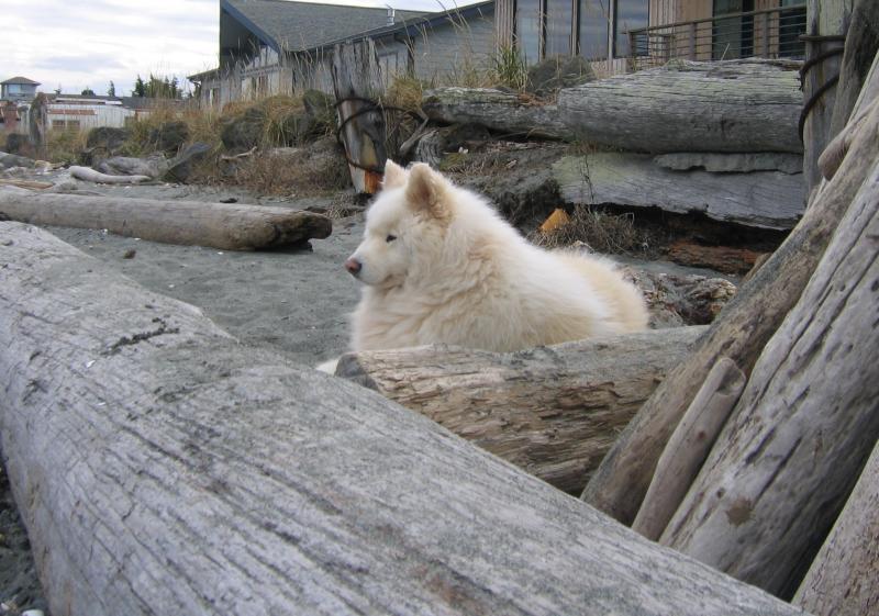 Samoyed