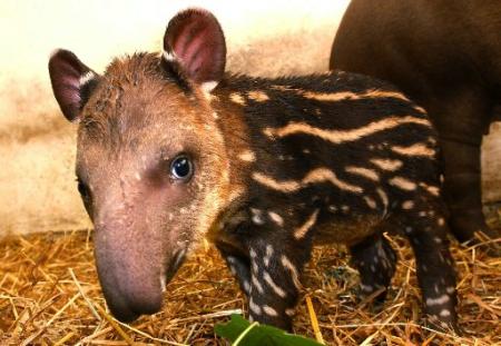 Cute Tapir