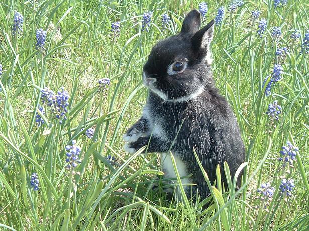 Easter bunny