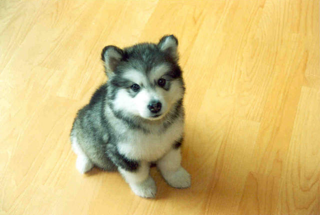 Mush!